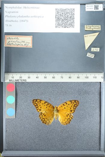 Media type: image;   Entomology 158978